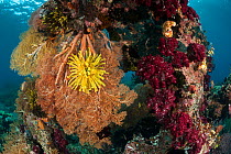Crinoids (Crinodea) on fan corals (Gorgonacea) in Raja Ampat coral reef, West Papua, Indonesia