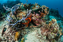 Spiny lobsters (Panulirus versicolor) hiding in hole Raja Ampat, West Papua, Indonesia