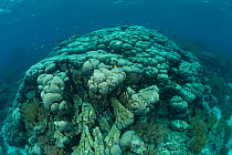 Massive boulder coral (Gardineroseris planulata) Raja Ampat, West Papua, Indonesia