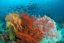Gorgonian fan corals (Gorgonacea) in Raja Ampat coral reef, West Papua, Indonesia