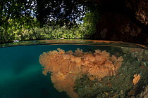 Gorgonian fan corals (Gorgonacea) split level with mangroves, Raja Ampat, West Papua, Indonesia