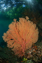 Gorgonian fan corals in Raja Ampat coral reef, near to mangroves, Raja Ampat, West Papua, Indonesia