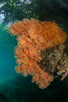 Gorgonian fan corals, Raja Ampat, West Papua, Indonesia