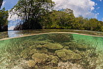 Coral reef split level with mangroves. Raja Ampat, West Papua, Indonesia, February 2012
