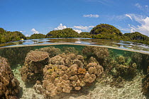 Coral reef split level with mangroves. Raja Ampat, West Papua, Indonesia, February 2012