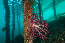 Soft corals (Alcyonacea) on jetty pylon, Raja Ampat, West Papua, Indonesia