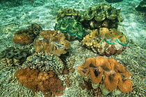 Giant clam (Tridacna gigas) in the shallows Raja Ampat, West Papua, Indonesia