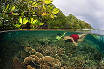 Coral reef split level with mangroves with snorkeller, Raja Ampat, West Papua, Indonesia, February 2012 Model released.