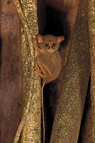 Spectral Tarsier (Tarsius tarsier) in strangler fig tree, Tangkoko National Park, North Sulawesi, Indonesia