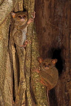 Spectral Tarsiers (Tarsius tarsier) in strangler fig tree, Tangkoko National Park, North Sulawesi, Indonesia