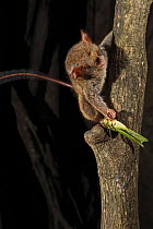Spectral Tarsier (Tarsius tarsier) which it has just caught a grasshopper, in strangler fig tree, Tangkoko National Park, North Sulawesi, Indonesia