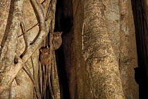 Spectral Tarsier (Tarsius tarsier) in strangler fig tree, Tangkoko National Park, North Sulawesi, Indonesia