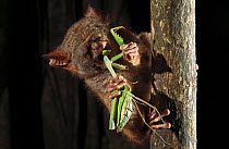 Spectral Tarsier (Tarsius tarsier) feeding on preying mantis in strangler fig tree, Tangkoko National Park, North Sulawesi, Indonesia