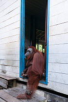 Bornean Orangutan (Pongo pygmaeus wurmbii) 'Siswi' outside building, Camp Leakey, Tanjung Puting National Park, Borneo, Central Kalimantan, Indonesia