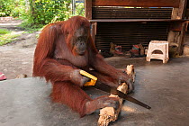 Bornean orangutan (Pongo pygmaeus wurmbii) sawing a piece of firewood, Camp Leakey, Tanjung Puting National Park, Borneo, Central Kalimantan, Indonesia. Critically endangered.