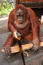 Bornean Orangutan (Pongo pygmaeus wurmbii) - 'Siswi' sawing a piece of firewood, Camp Leakey, Tanjung Puting National Park, Borneo, Central Kalimantan, Indonesia