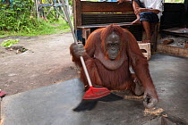 Bornean Orangutan (Pongo pygmaeus wurmbii) - Siswi the Queen of the jungle of Camp Leakey saws a piece of firewood then sweeps the floor to clean away sawdust.  Tanjung Puting National Park, Borneo, C...