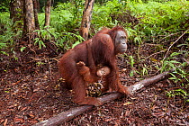 Bornean Orangutan (Pongo pygmaeus wurmbii) - mother carrying baby. Tanjung Puting National Park, Borneo, Central Kalimantan, Indonesia