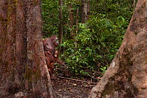 Bornean Orangutan (Pongo pygmaeus wurmbii) - mother carrying baby through forest, Tanjung Puting National Park, Borneo, Central Kalimantan, Indonesia