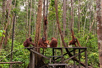 Bornean Orangutans (Pongo pygmaeus wurmbii) - drink milk from the Camp Leakey feeding platform.  Tanjung Puting National Park, Borneo, Central Kalimantan, Indonesia