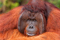 Bornean Orangutan (Pongo pygmaeus wurmbii) - Tom, Tanjung Puting National Park, Borneo, Central Kalimantan, Indonesia