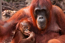 Bornean Orangutan (Pongo pygmaeus wurmbii) mother and baby, Tanjung Puting National Park, Borneo, Central Kalimantan, Indonesia