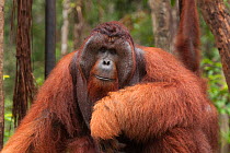 Bornean Orangutan (Pongo pygmaeus wurmbii) 'Tom' Tanjung Puting National Park, Borneo, Central Kalimantan, Indonesia