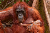 Bornean Orangutan (Pongo pygmaeus wurmbii) - mother with suckling baby, Tanjung Puting National Park, Borneo, Central Kalimantan, Indonesia