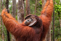 Bornean Orangutan (Pongo pygmaeus wurmbii) - 'Tom', Tanjung Puting National Park, Borneo, Central Kalimantan, Indonesia
