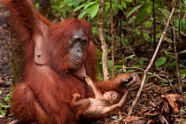Bornean Orangutan (Pongo pygmaeus wurmbii) mother and baby playing,  Tanjung Puting National Park, Borneo, Central Kalimantan, Indonesia
