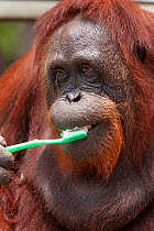 Bornean Orangutan (Pongo pygmaeus wurmbii) 'Siswi' brushes her teeth, a behaviour she mimics from humans, Camp Leakey, Tanjung Puting National Park, Borneo, Central Kalimantan, Indonesia