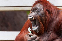 Bornean Orangutan (Pongo pygmaeus wurmbii) 'Siswi' yawning whilst brushing her teeth, a behaviour she mimics from humans, Camp Leakey, Tanjung Puting National Park, Borneo, Central Kalimantan, Indones...