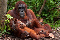 RF- Bornean Orangutan (Pongo pygmaeus wurmbii) mother and baby, Tanjung Puting National Park, Borneo, Central Kalimantan, Indonesia.  Endangered species. (This image may be licensed either as rights m...