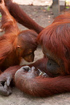 Bornean Orangutan (Pongo pygmaeus wurmbii) 'Siswi' drinking tea from a glass cup, with ayoung orangutan.  Tanjung Puting National Park, Borneo, Central Kalimantan, Indonesia