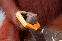 Bornean Orangutan (Pongo pygmaeus wurmbii)  'Siswi 'holding saw and sawing a piece of firewood.  Tanjung Puting National Park, Borneo, Central Kalimantan, Indonesia