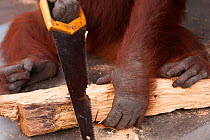 Bornean Orangutan (Pongo pygmaeus wurmbii) 'Siswi' sawing a piece of firewood.  Tanjung Puting National Park, Borneo, Central Kalimantan, Indonesia