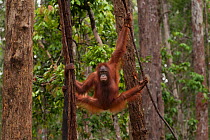Bornean Orangutan (Pongo pygmaeus wurmbii) - juvenile. Tanjung Puting National Park, Borneo, Central Kalimantan, Indonesia