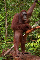 Bornean Orangutan (Pongo pygmaeus wurmbii) - mother and baby, Tanjung Puting National Park, Borneo, Central Kalimantan, Indonesia