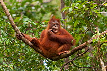 Bornean Orangutan (Pongo pygmaeus wurmbii) juvenile in tree, Tanjung Puting National Park, Borneo, Central Kalimantan, Indonesia