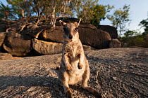 Mareeba rock-wallaby (Petrogale mareeba) Queensland, Australia