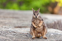 Mareeba rock-wallaby (Petrogale mareeba) Queensland, Australia