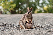 Mareeba rock-wallaby mother with joey in her pouch (Petrogale mareeba) (Petrogale mareeba) Queensland, Australia