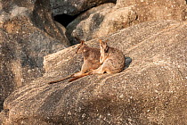 Mareeba rock-wallaby (Petrogale mareeba) sitting on rocks, Queensland, Australia