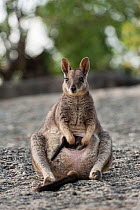 Mareeba rock-wallaby mother with joey in her pouch (Petrogale mareeba) (Petrogale mareeba) Queensland, Australia