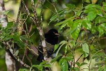 Male Victoria's Riflebird (Ptiloris victoriae) perched on a branch, Queensland, Australia