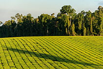 Nucifora tea company plantation along the Palmerston Highway, Queensland, Australia, June 2012