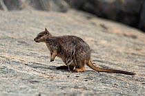 Mareeba rock-wallaby mother with joey in her pouch (Petrogale mareeba) Queensland, Australia