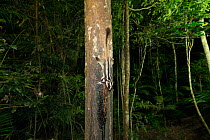 Striped possum (Dactylopsila trivirgata) feeding on sap from a tree trunk. Atherton Tablelands, Queensland, Australia