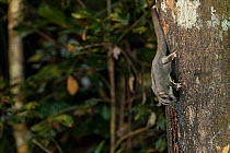 Sugar Glider (Petaurus breviceps) feeding on sap from a tree trunk. Atherton Tablelands, Queensland, Australia