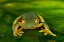 Orange-thighed Frog (Litoria xanthomera) portrait, Queensland, Australia.